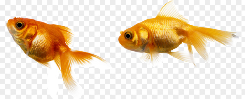 Goldfish Total Relationship Marketing PNG