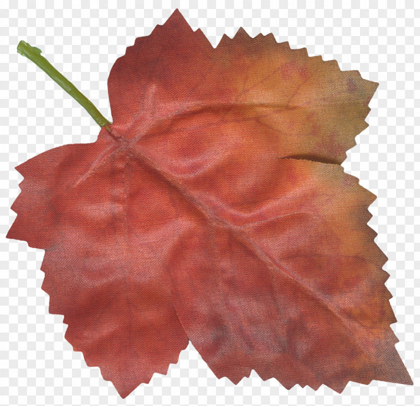 Thanksgiving Maple Leaf Petal Flower PNG