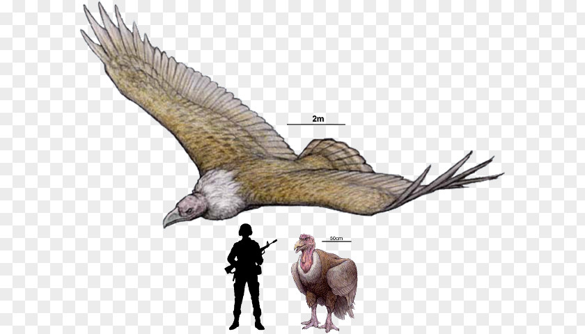Bird Monster Argentavis Magnificens ARK: Survival Evolved Quetzalcoatlus Dinosaur Haast's Eagle PNG