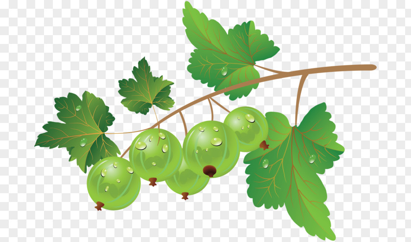 Blueberry Fruit Vegetable Vector Graphics Image PNG