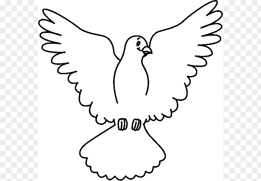 Dove Cliparts Columbidae White Clip Art PNG
