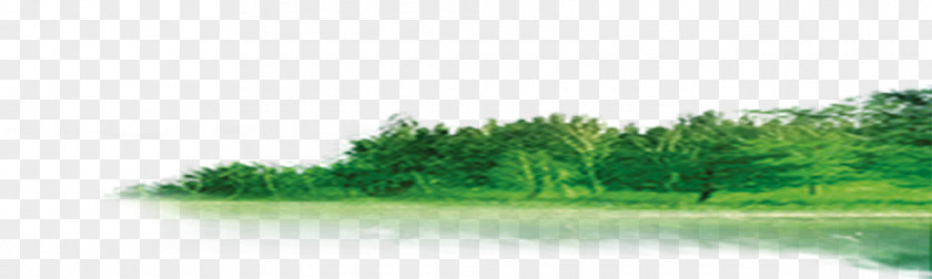 Forest Download PNG