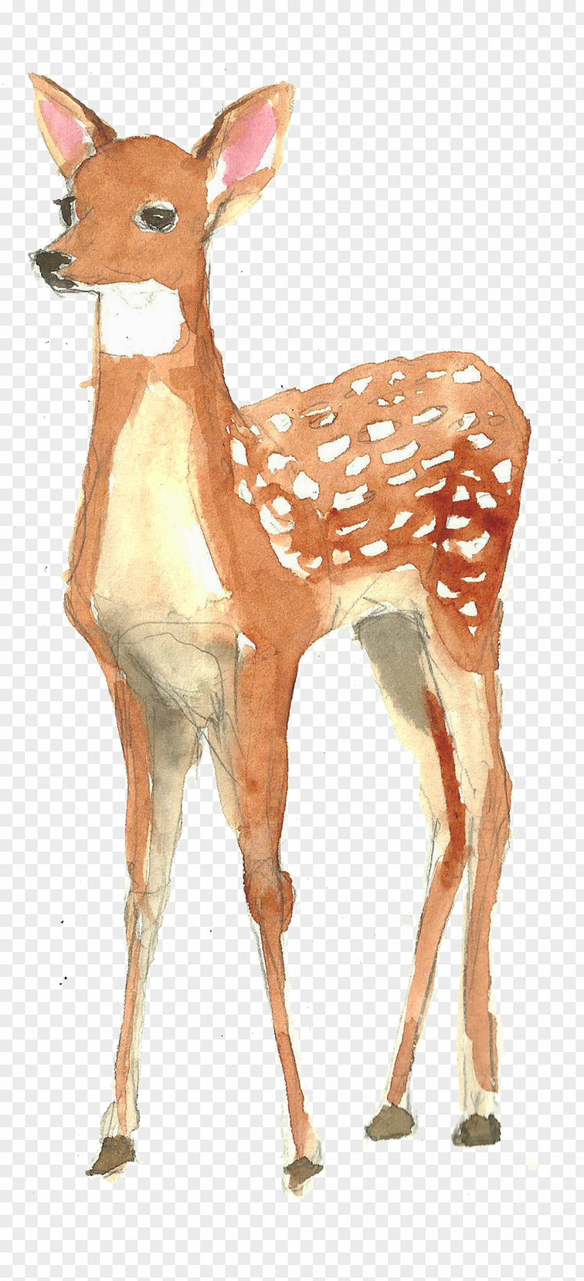 Hand-painted Watercolor Deer Framed Kindergarten : Animals Painting Poster PNG