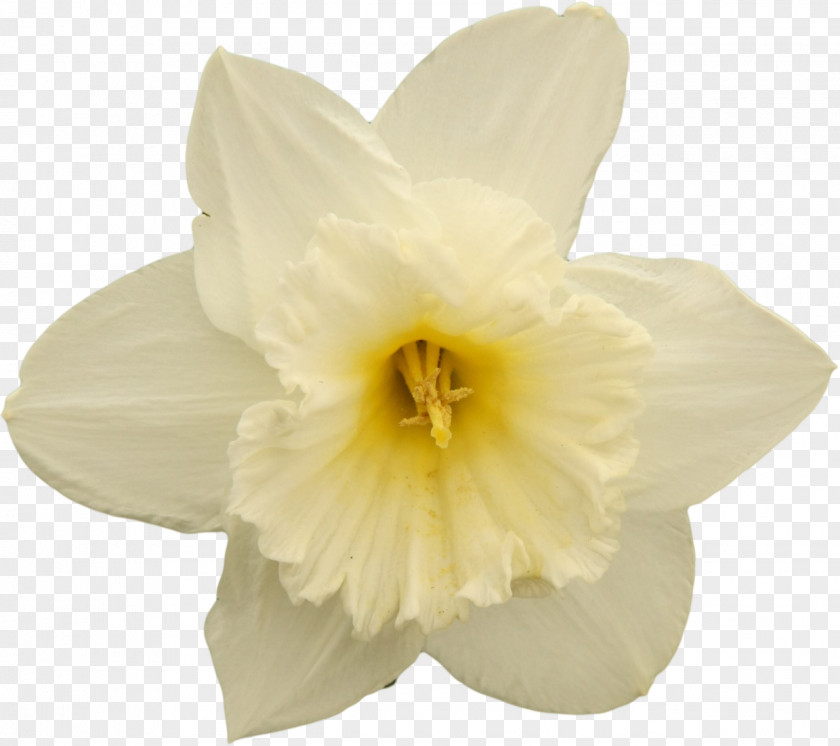 Narcissus Flowering Plant Petal PNG