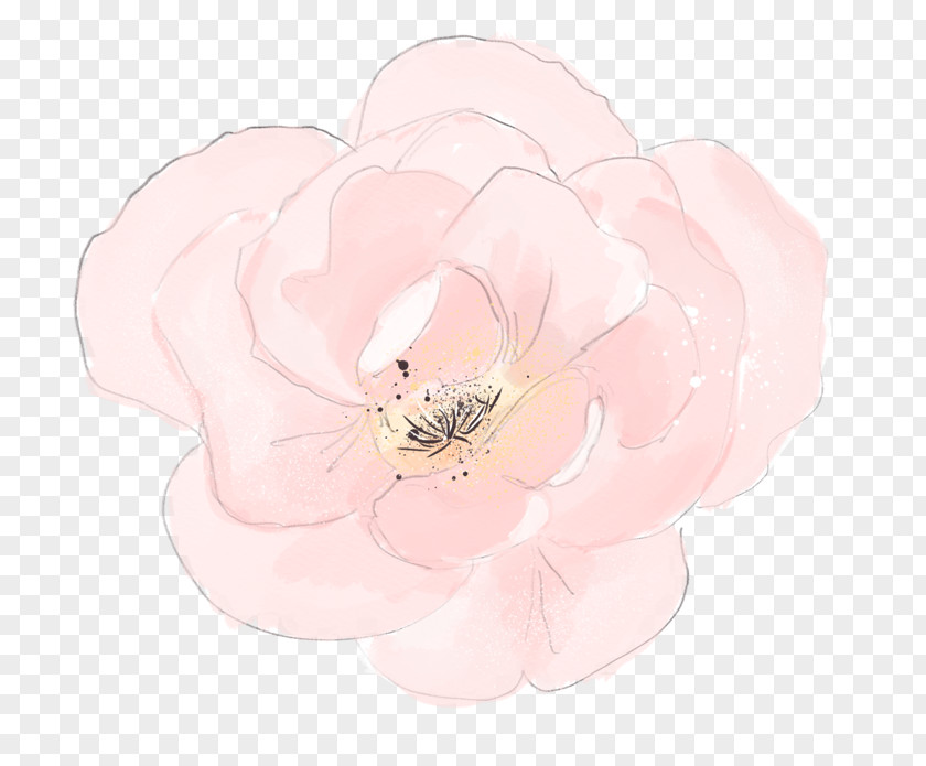 Pink Lotus Centifolia Roses Garden Petal PNG