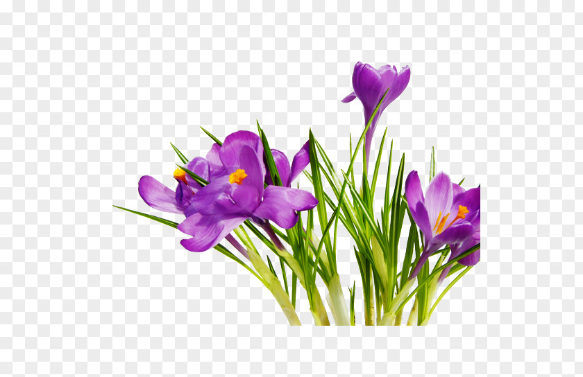 Purple Bouquet Flower Clip Art PNG