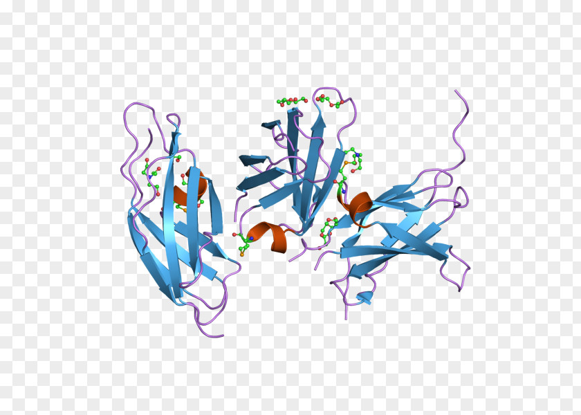 Fibronectin Neural Cell Adhesion Molecule Neuron Glycoprotein PNG