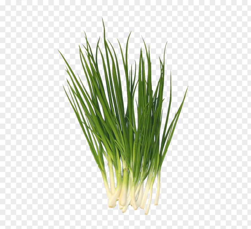 Garlic Welsh Onion Scallion Chives PNG