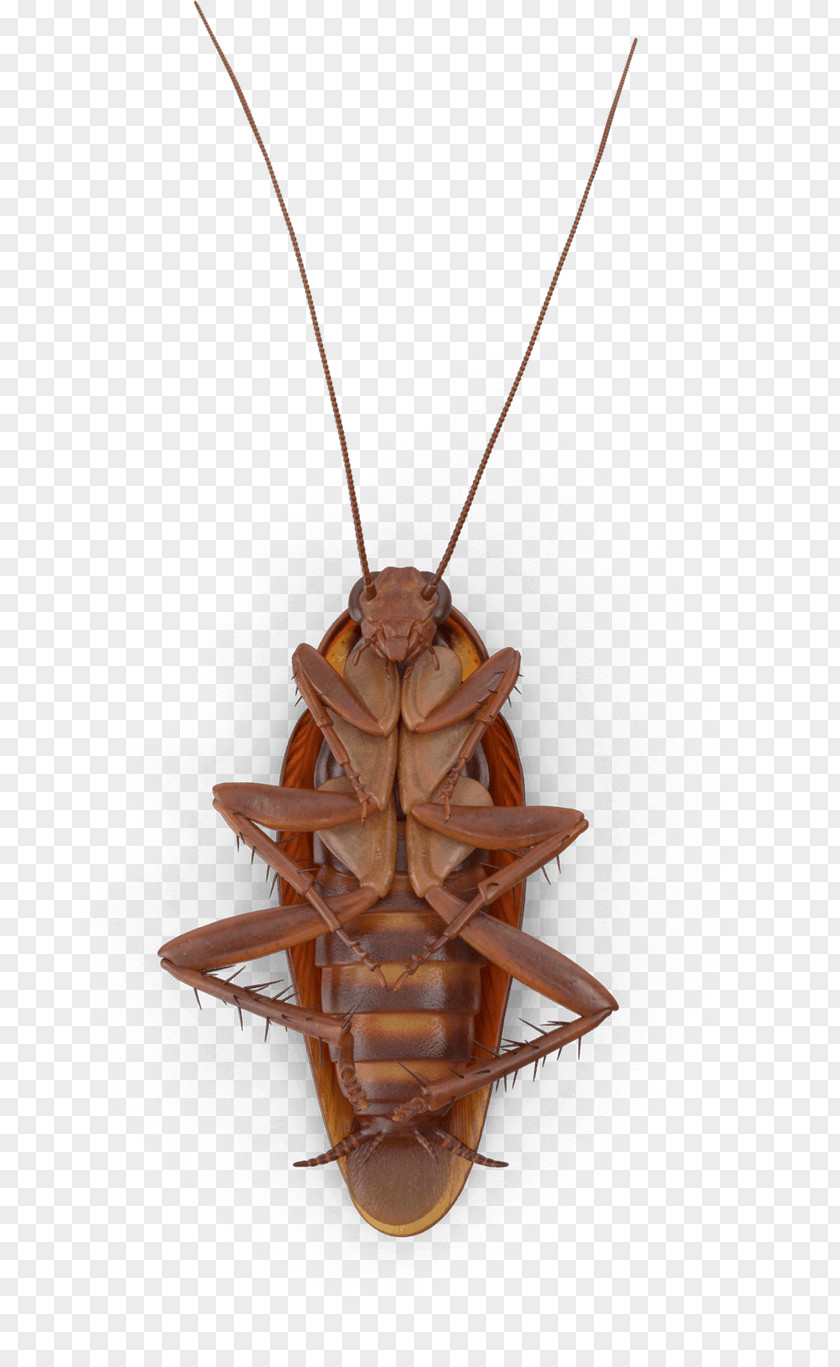Jewellery Pest Insect Brown Cockroach Pendant Necklace PNG