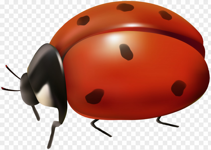 Lady Bag Ladybird Beetle Clip Art PNG