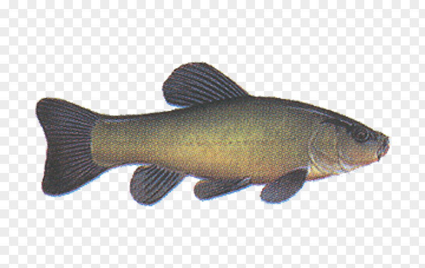 Lin Seta Plus, S.r.o. Tench Fish Common Carp PNG