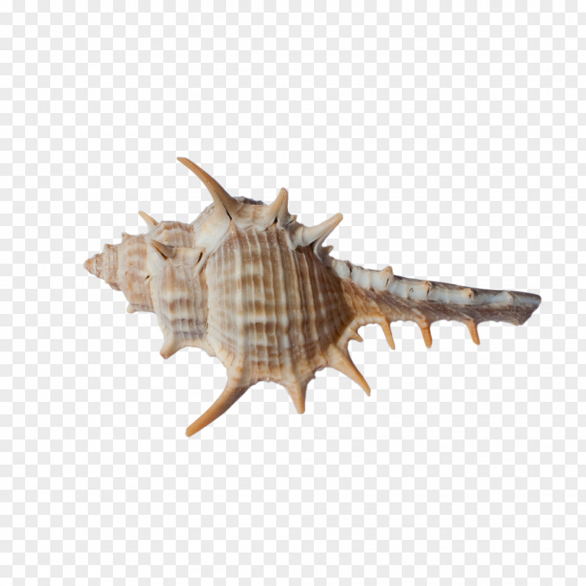 Brown Conch Art Seashell Fauna PNG