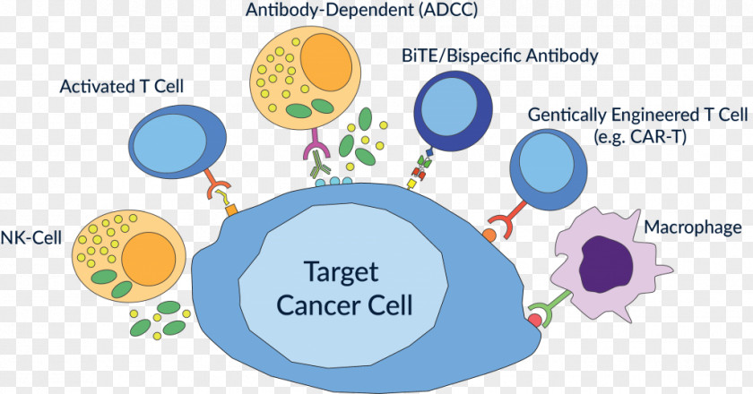 Cartoon Cancer Cell Immunotherapy Antibody-dependent Cell-mediated Cytotoxicity PNG