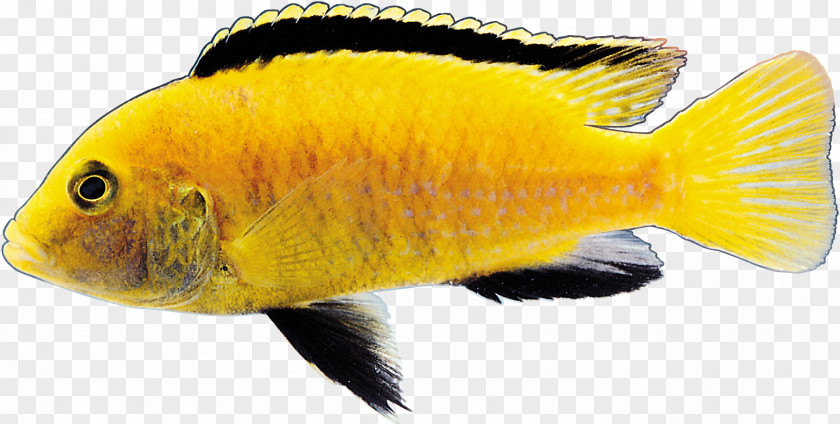Fish Goldfish Image Vector Graphics PNG