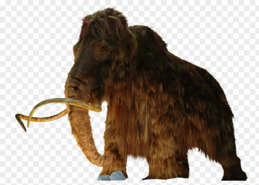 Photograph Woolly Mammoth Rhinoceros Columbian Elasmotherium Extinction PNG