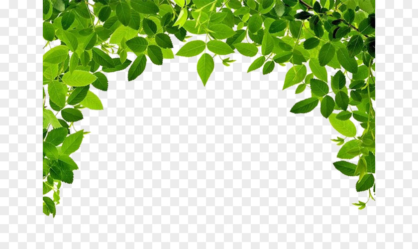 Green Leaf Border Fruit Tree Stock.xchng Stock Photography PNG