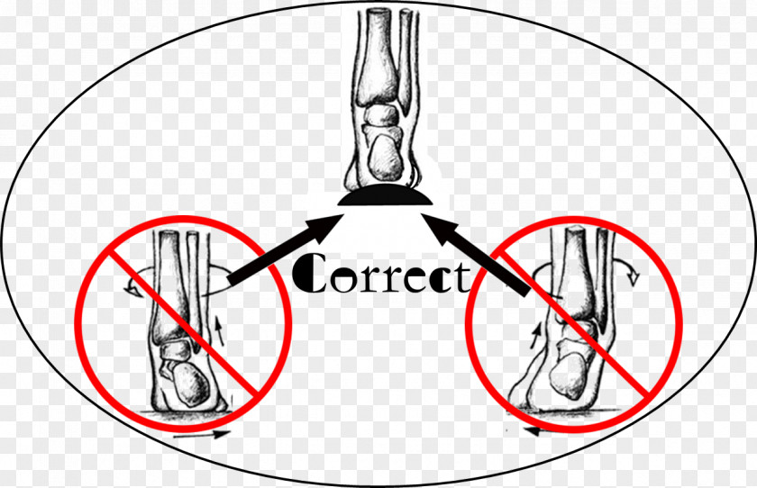 Hand Supination Pronation Of The Foot Calf PNG