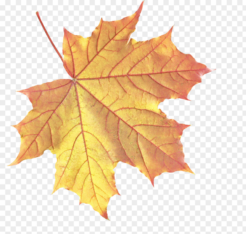 New Mexico Maple Yellow Leaf PNG