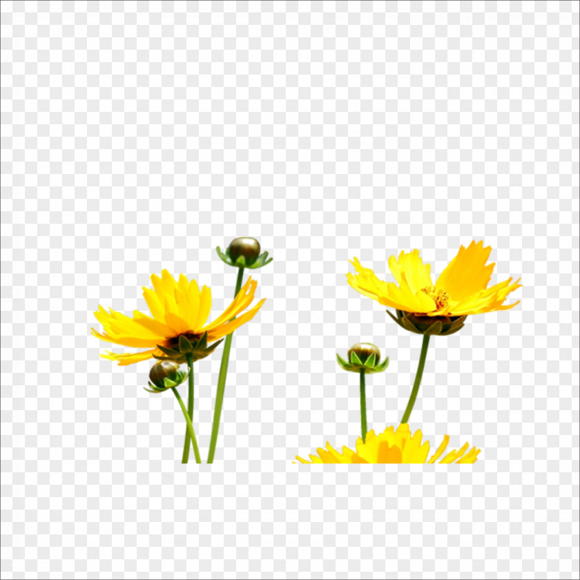 Chrysanthemum Yellow Flower Petal PNG