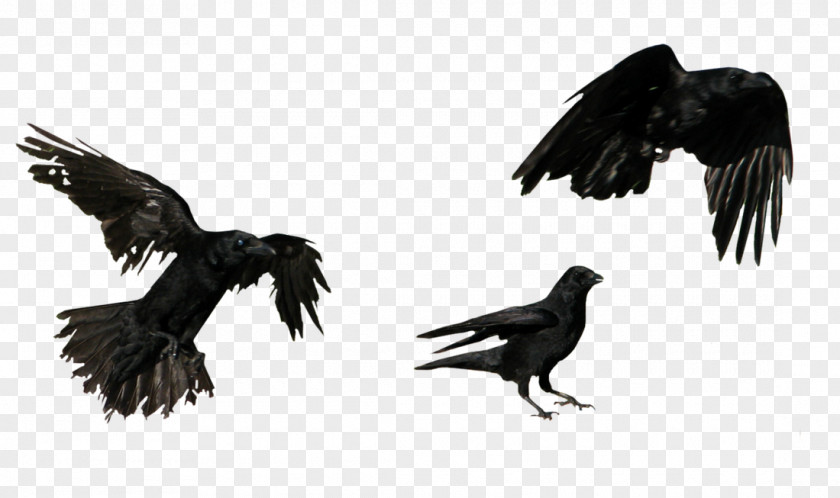 Crow American Flight Common Raven PNG