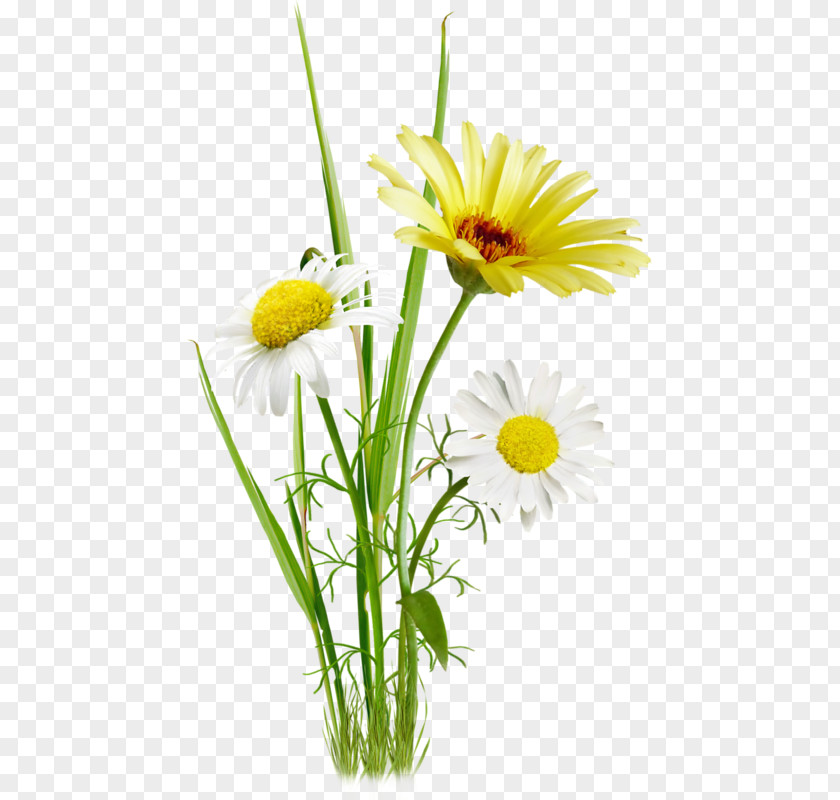 Flower Oxeye Daisy Photography PNG