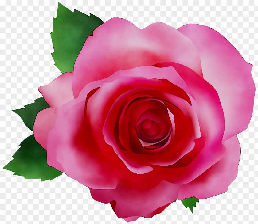 Garden Roses Essential Oil Beard Cabbage Rose PNG