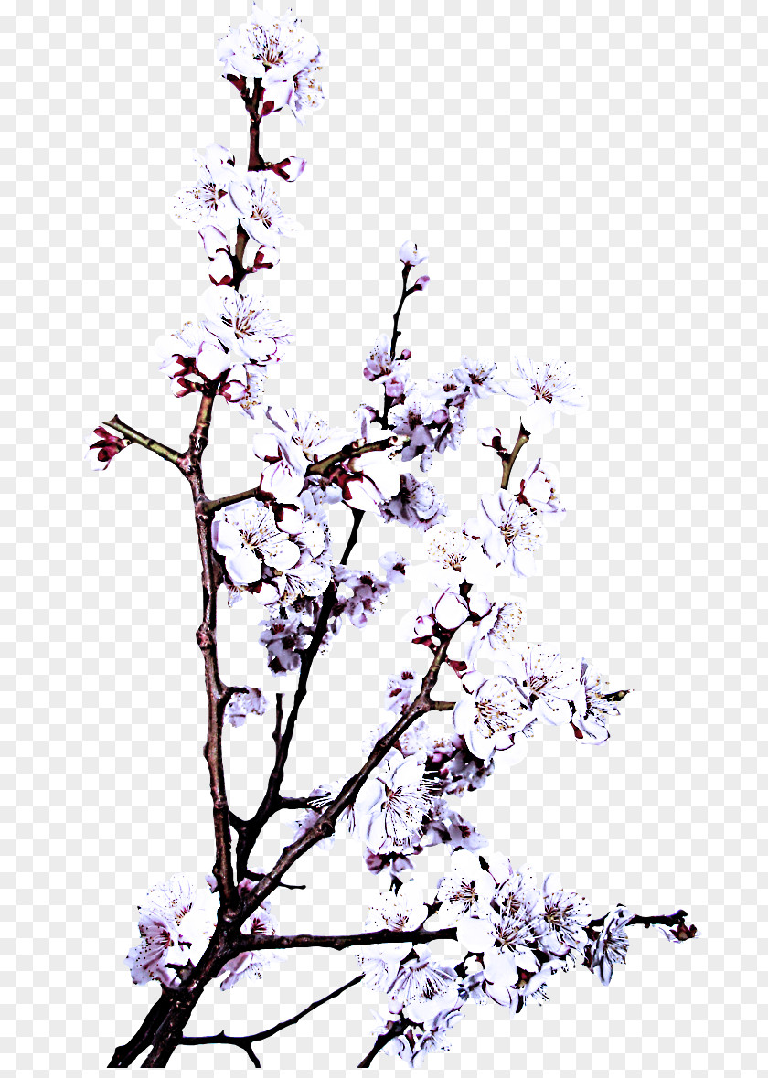 Plant Stem Woody Branch Tree Lilac Twig PNG