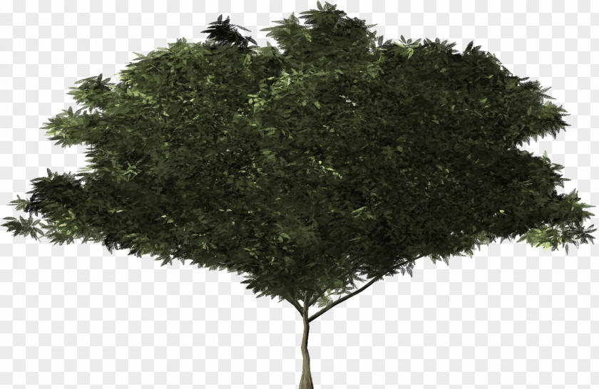 Tree Shrub Botany Evergreen Branch PNG