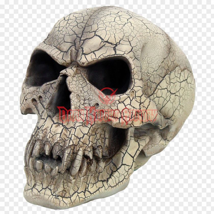 Vampire Skull Fang Human Skeleton PNG