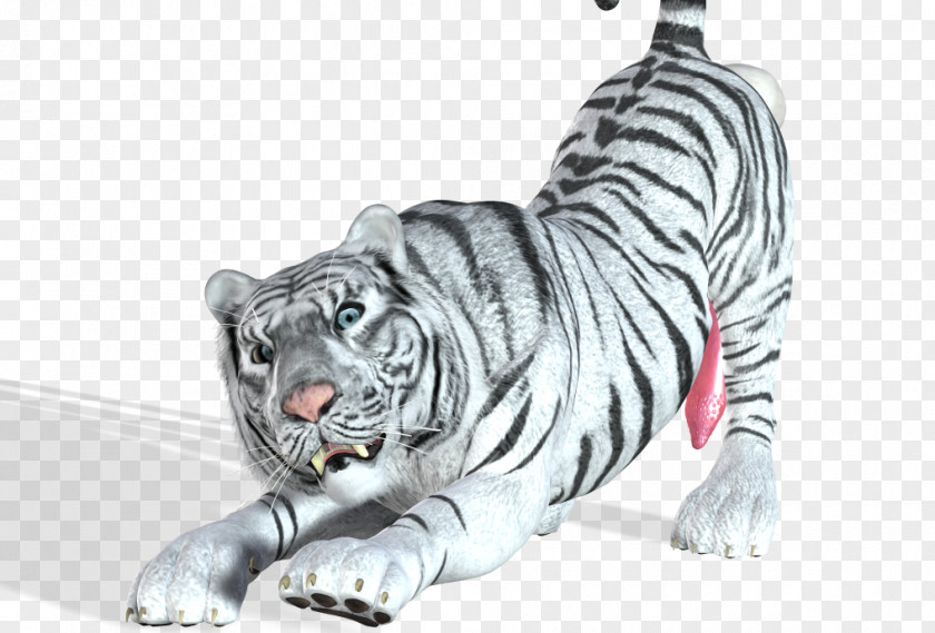 White Tiger Cat Wildlife Mammal PNG