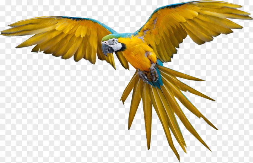 Bird Flight Parrot PNG