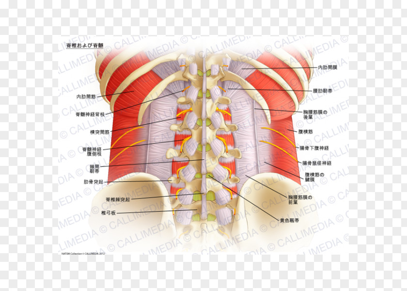Columna Vertebral Spinal Nerve Cord Column Anatomy PNG