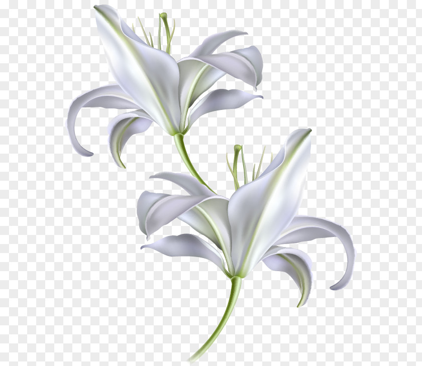 Lilie Diagram Madonna Lily Zeigermodell PNG