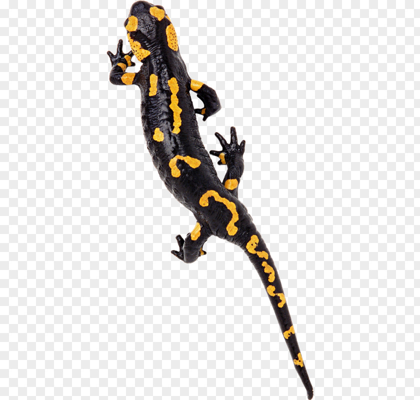 Lizard Gecko Reptile Chameleons PNG