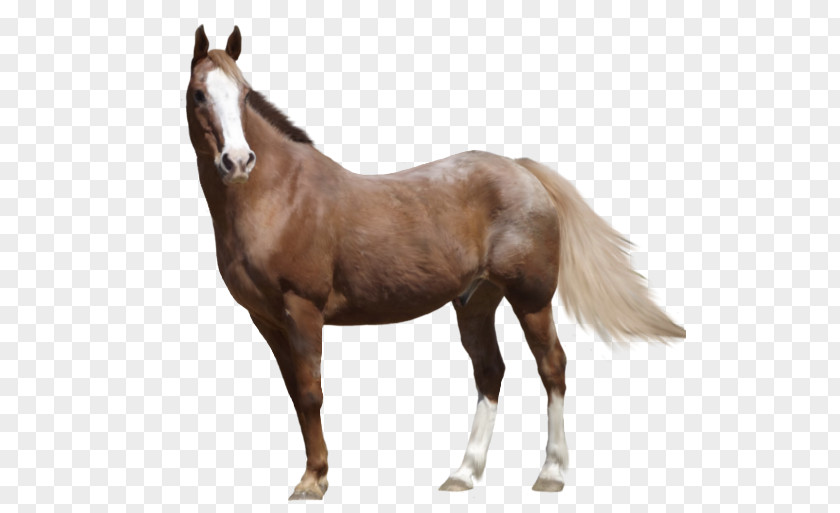 Mare Appaloosa Arabian Horse American Paint Foal PNG