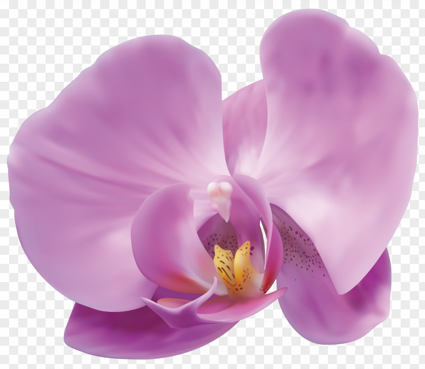 Orchid Clip Art Image Orchids Flower PNG
