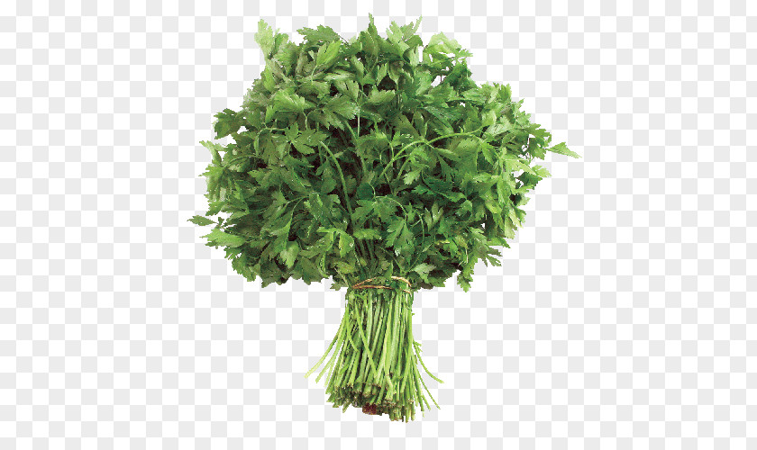 Parsley Vienna Tree And Shrub Fertilization Royalty-free Library PNG