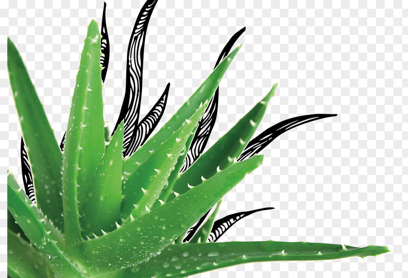 Aloe Vera Gel Plant Herb Pongame Oiltree PNG