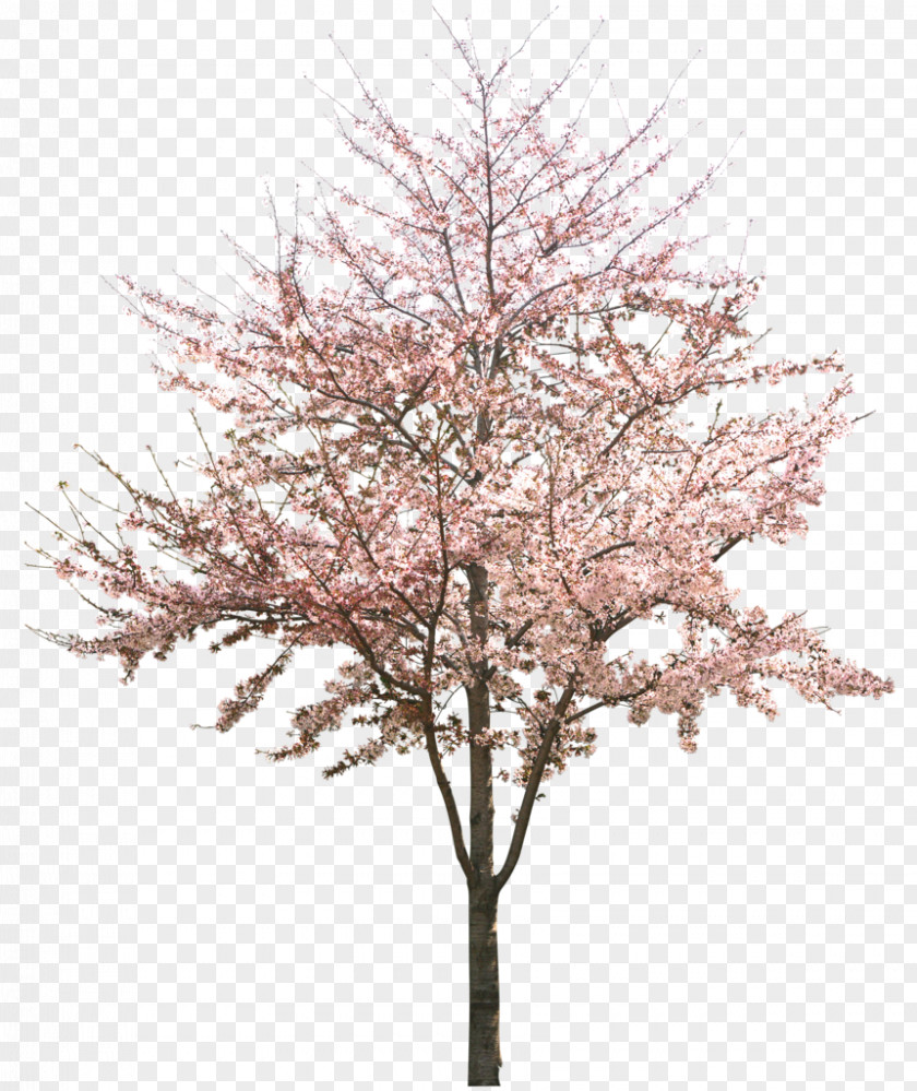 Apricot Cherry Blossom Tree PNG
