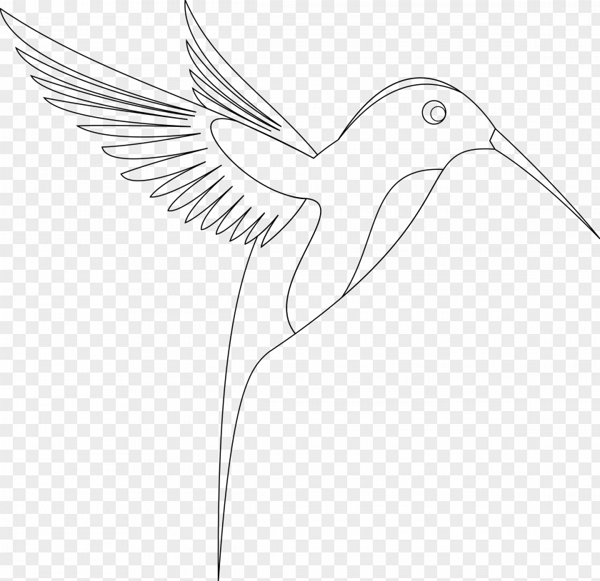 Contour Clipart Hummingbird Sketch PNG