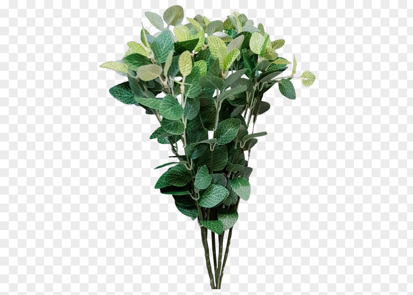 Flower Ruscus Plant Green Arum-lily PNG