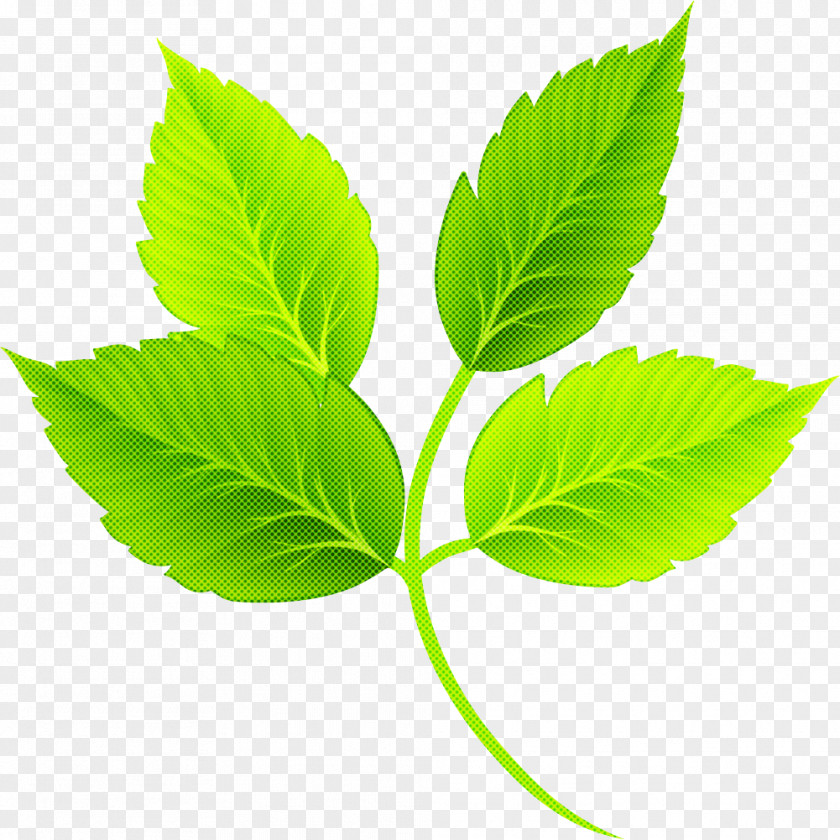 Leaf Plant Stem Herbal Medicine Tree PNG