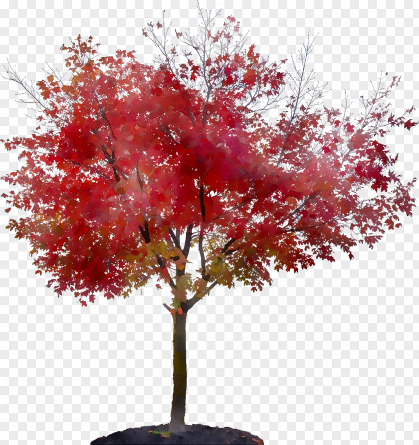 Maple Houseplant PNG