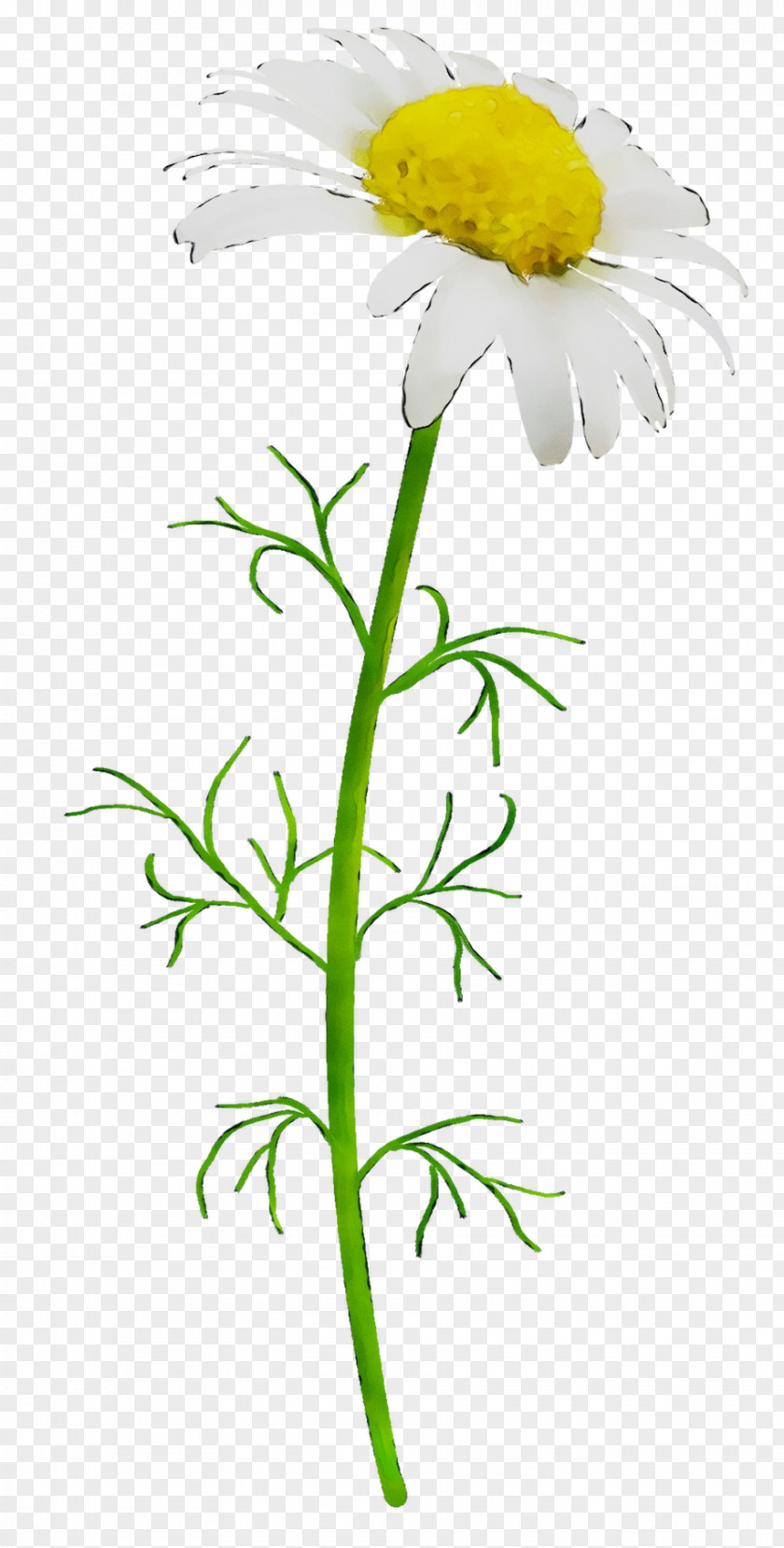 Oxeye Daisy Chrysanthemum Roman Chamomile Marguerite Cut Flowers PNG