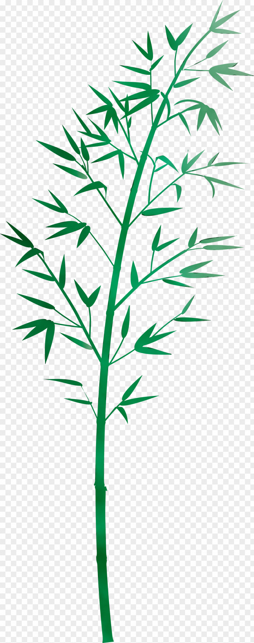 Plant Leaf Stem Flower Grass Family PNG