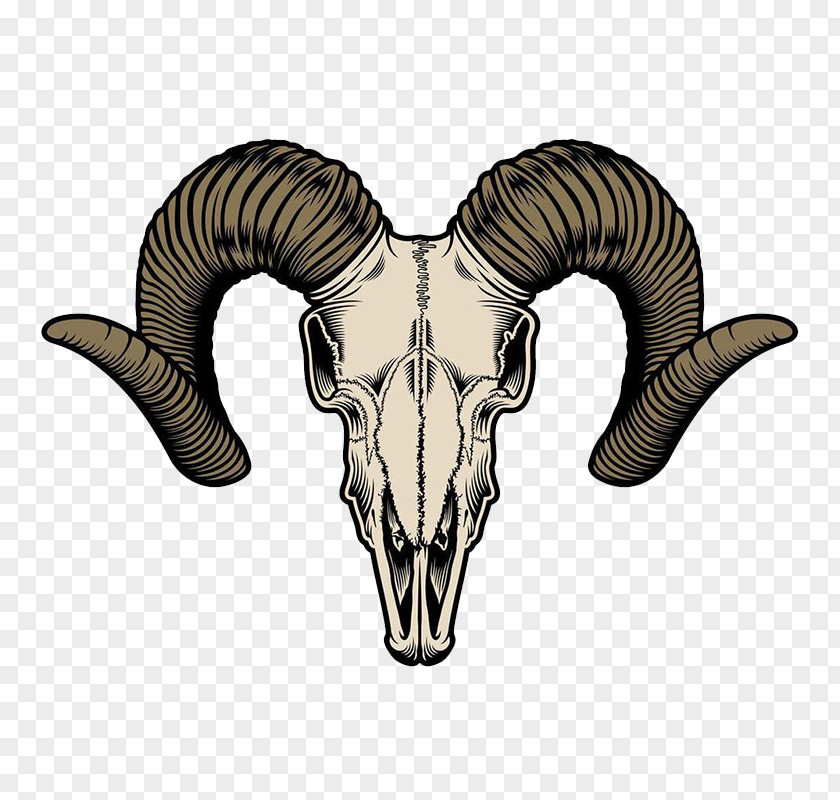 Sheep Head Goat Vector Graphics Illustration Skull Image PNG