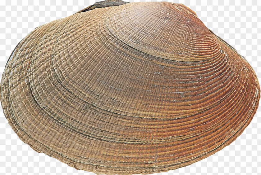 Shells Clam Cockle Mussel Oyster Headgear PNG