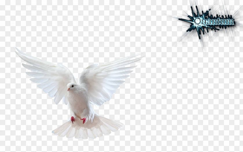 DOVE Columbidae Domestic Pigeon Bird Doves As Symbols Stock Photography PNG