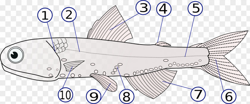 Fish Fin Hector's Lanternfish Lateral Line Dorsal PNG