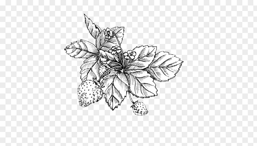 Hand-painted Foliage Plants Shortcake Wild Strawberry Drawing Sketch PNG